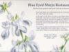 blueeyedmarys